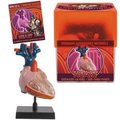 Tedco Toys Tedco Toys 32370-HEA Bio Signs Heart Anatomy Model 32370HT